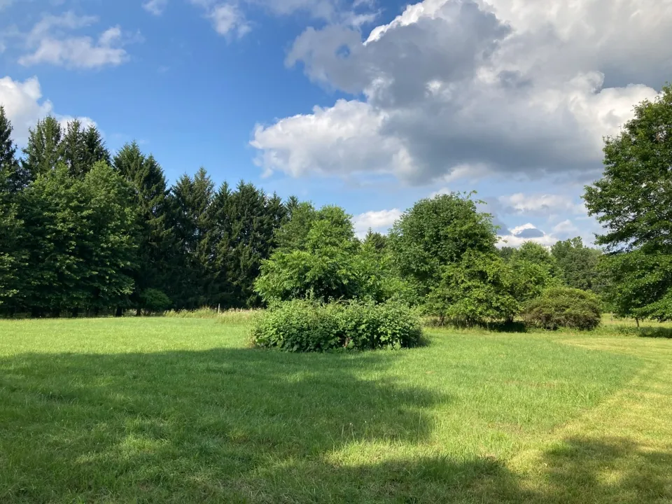 Open vacant land bordered by mature trees